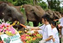 812世界大象日，西双版纳在行动：遏制盗猎贸易，缓解人象冲突-看看云南