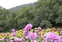 大理漾濞核桃节迎新商机！7企业将斥资50亿元投资漾濞多产业-看看云南