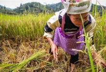 又一个要被摄影爱好者挤爆的地方 风景可以和桂林媲美-看看云南