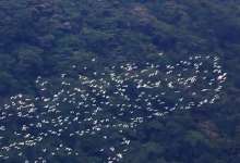 大写的尴尬！昆明刷屏的“红嘴鸥”迁徙大片真相来了-看看云南