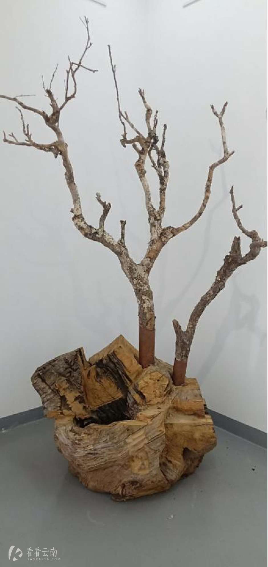 老旧作品《茶树》