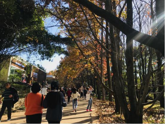 还在被窝瑟瑟发抖的你，可能错过了到昆明植物园采风的最好时节-看看云南