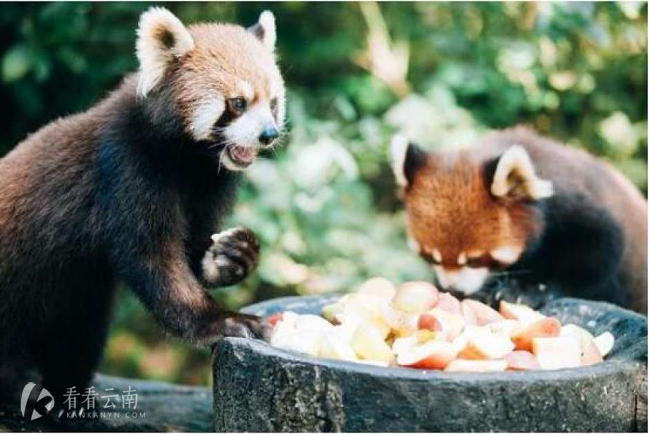 普洱这个森林公园没有栅栏和铁链，彭于晏曾在这拍湄公河行动