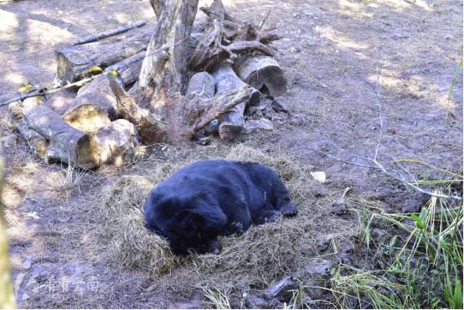 普洱这个森林公园没有栅栏和铁链，彭于晏曾在这拍湄公河行动