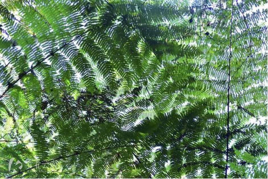 普洱这个森林公园没有栅栏和铁链，彭于晏曾在这拍湄公河行动