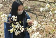 近千年来就做一件事，对于种梨，昆明呈贡人为何如此坚守？-看看云南