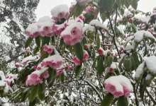 四月飞雪！春城昆明这波降温来的太嚣张了，嚣张到“忘本”-看看云南