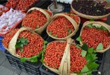 樱桃“抢鲜”上市！价格比往年便宜，昆明周边最新采摘地图出炉-看看云南