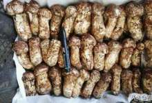 松茸上市，价格1.5万！云南人：花光一个月工资都吃不起-看看云南