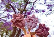 昆明初夏最爆红的产品，“无花不吃”的云南人终于对它下手了-看看云南