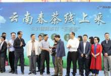国际茶节云茶首秀，线上线下合体“天衣无缝”-看看云南
