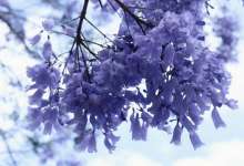 打卡昆明“网红”蓝花楹:颜值爆表,还能带来真金白银!-看看云南