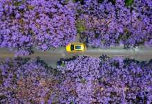 蓝花楹刚火，四川小春城就抢注为“市树”，昆明先发优势已丧失？-看看云南