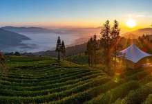 对话叶园：普洱有畅谈绿色的底气，但更要沉下去“留住人”-看看云南