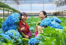 云南花卉产业集群已形成,看云花的