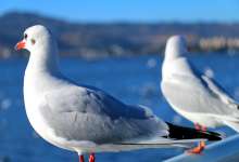 2020百强网红城市：成都第6，重庆第10，贵阳昆明一言难尽-看看云南