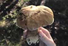 云南的野生菌都可以吃，不过有些一辈子只能吃一次-看看云南