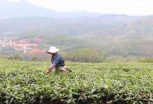 华侨城在普洱圈地一万亩，茶山要变康旅小镇，体验中心要开建了-看看云南