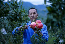 寻野之旅：90后小伙一头扎进深山，只为寻找大山里的绝佳好物-看看云南
