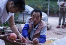 寻野好物:镜头下被自然照看的石榴守护人-看看云南