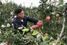 杨勇:丽江有石榴哥,我也想做盐水的石榴哥-看看云南