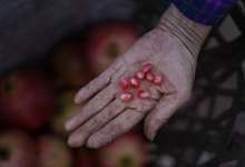 会泽盐水石榴直播23日开播:一口“爆浆”,满足你的甜蜜想象-看看云南