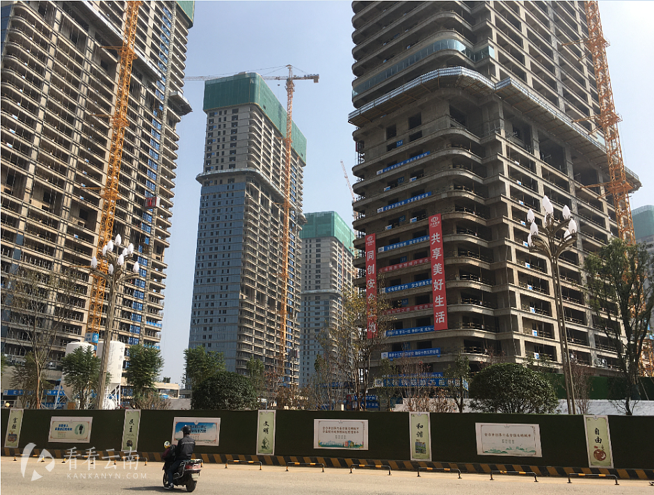 山海湾8号提前2年做大型乔木培植(现场图)