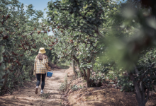 抚仙湖·星空小镇万人版四季风物节盛启倒计时-看看云南