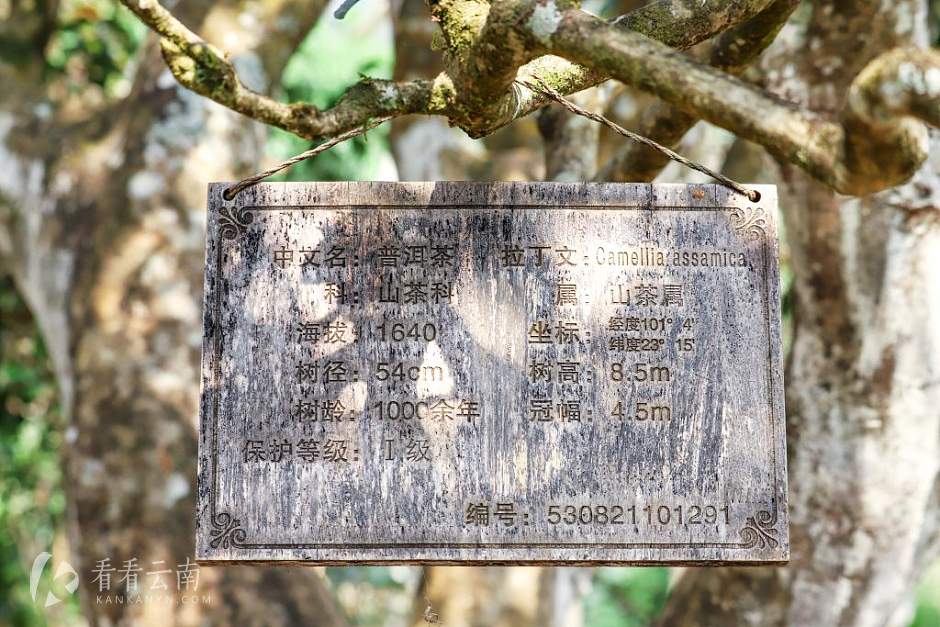 困鹿山随便一棵古茶树都有上百年历史