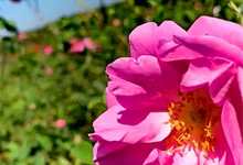 “玫瑰仙子”吴孟荣：用新大马士革玫瑰为云南乡村振兴铺就红地毯-看看云南