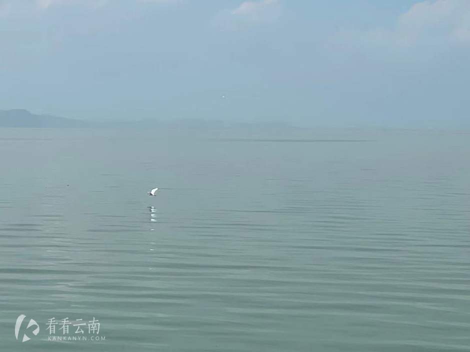 昆明斗南湿地公园附近，在水面上低空飞翔的白鹭（手机拍图）