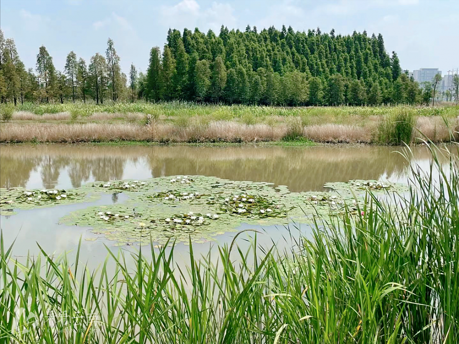 昆明，斗南湿地公园实景
