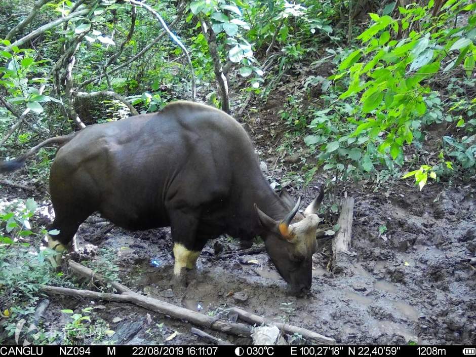 糯扎渡保护区：守护18997公顷山林，守护全国总量1/4的印度野牛