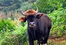 糯扎渡保护区：守护18997公顷山林，守护全国总量1/4的印度野牛-看看云南