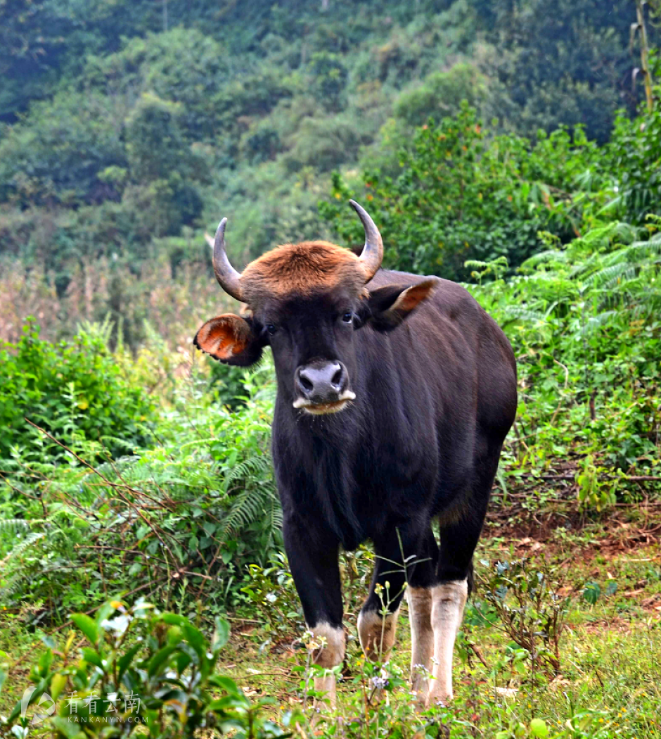 糯扎渡保护区：守护18997公顷山林，守护全国总量1/4的印度野牛