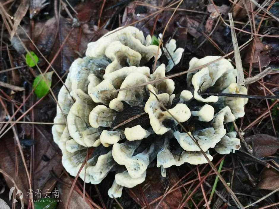 云南山林里的那些村民们（上）