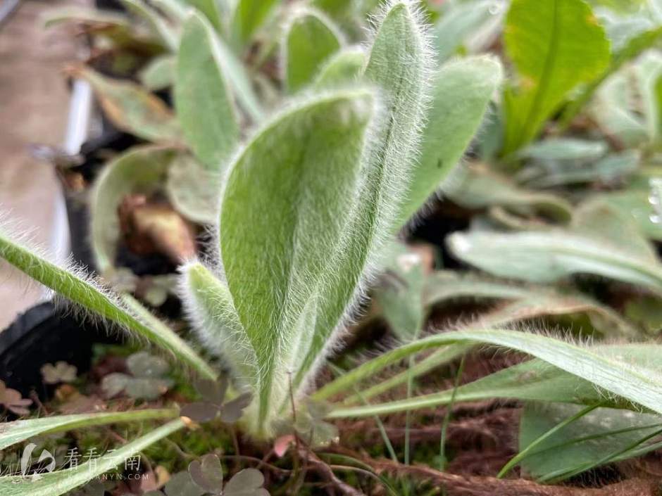 丽江高山植物园，绿绒嵩植物
