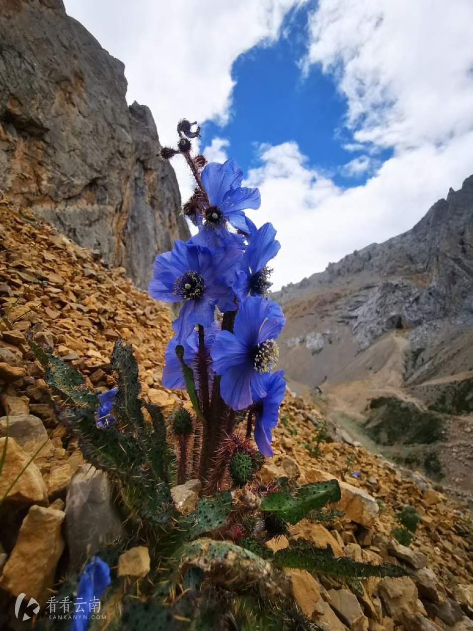 在高山上盛放的蓝花绿绒嵩（黄华 供图）