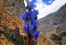 丽江高山植物园，高山植物里的诺亚方舟，保存有2000余种野生植物种，最长存期30年-看看云南