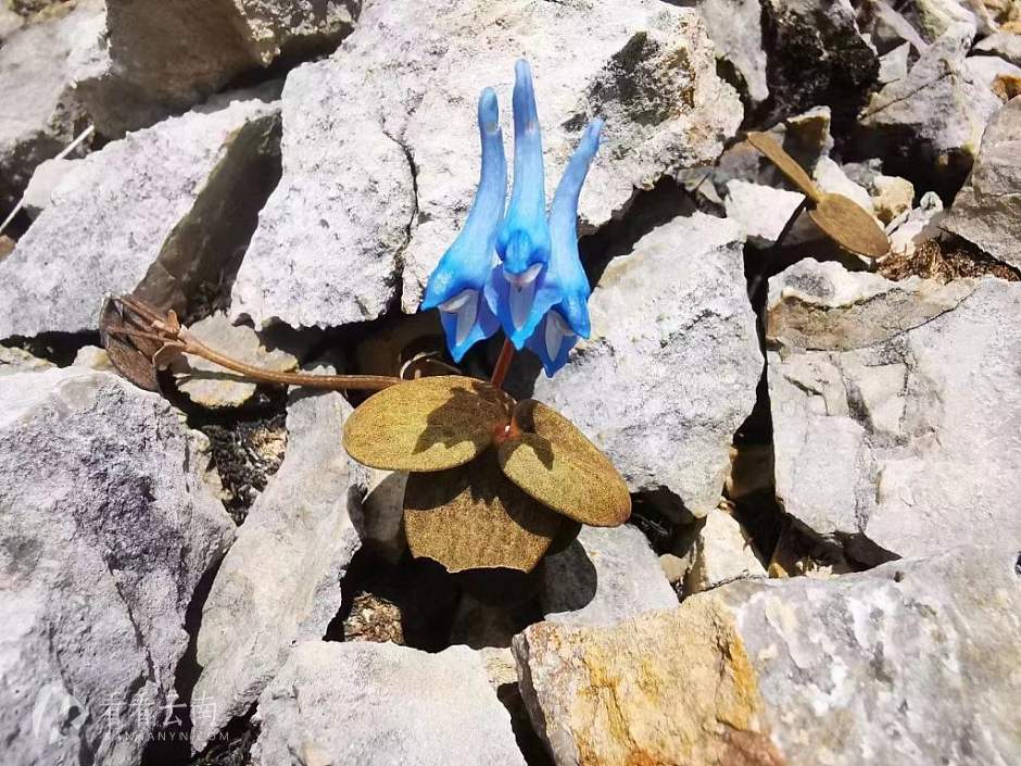 丽江，高山野生植物（丽江高山植物园黄华供图）