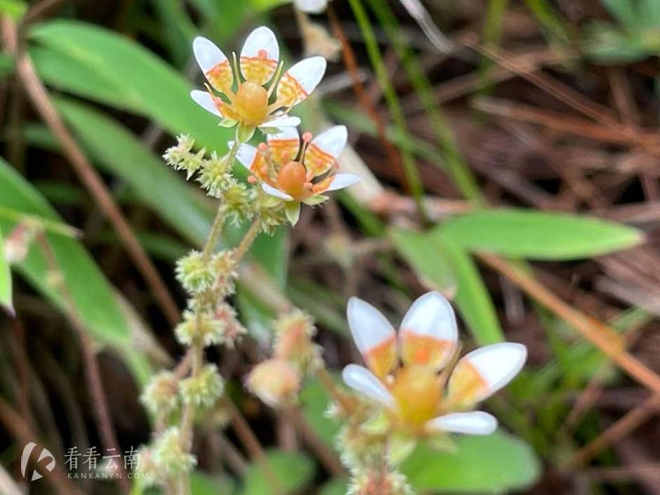 丽江高山植物园，路边俯拾即是的虎耳草
