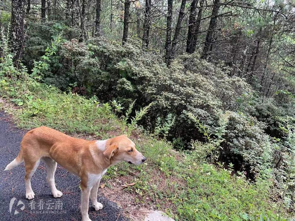 丽江高山植物园，大黄和它守护的植物们