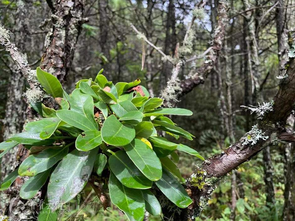 丽江高山植物园，因为鸟儿的衔种，就有了在松树上寄生的植物