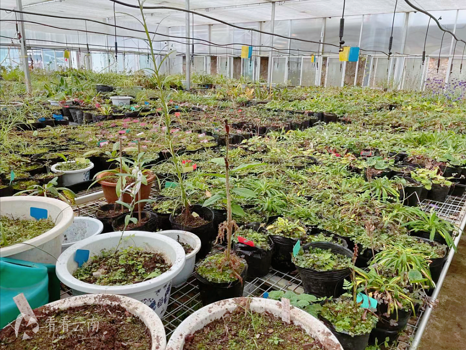 丽江高山植物园，其中一个苗圃一角