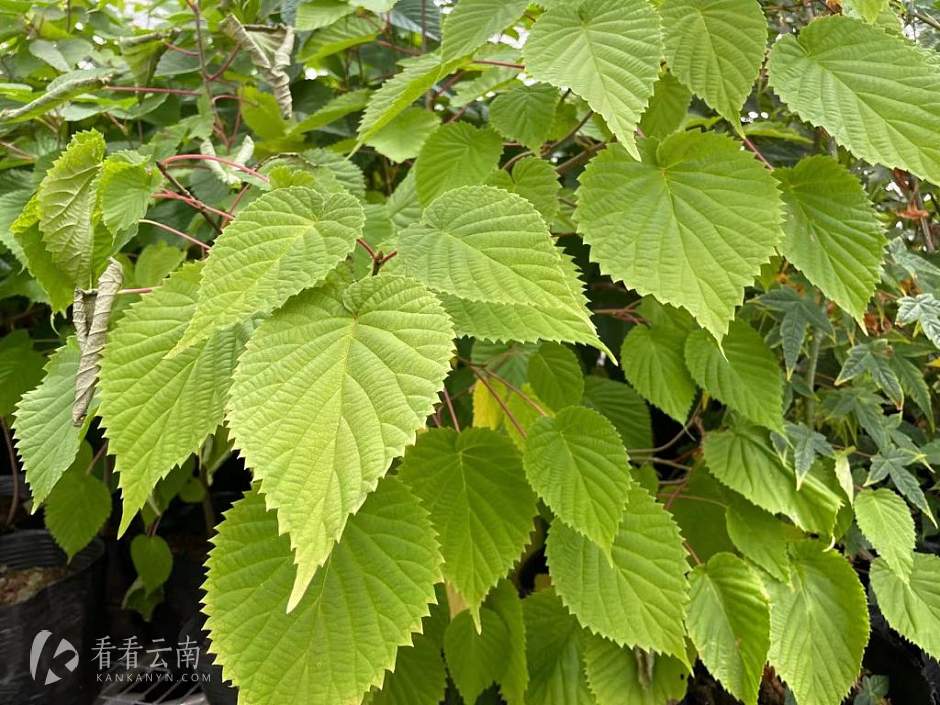 丽江高山植物园，有着“植物活化石”之称的珙桐