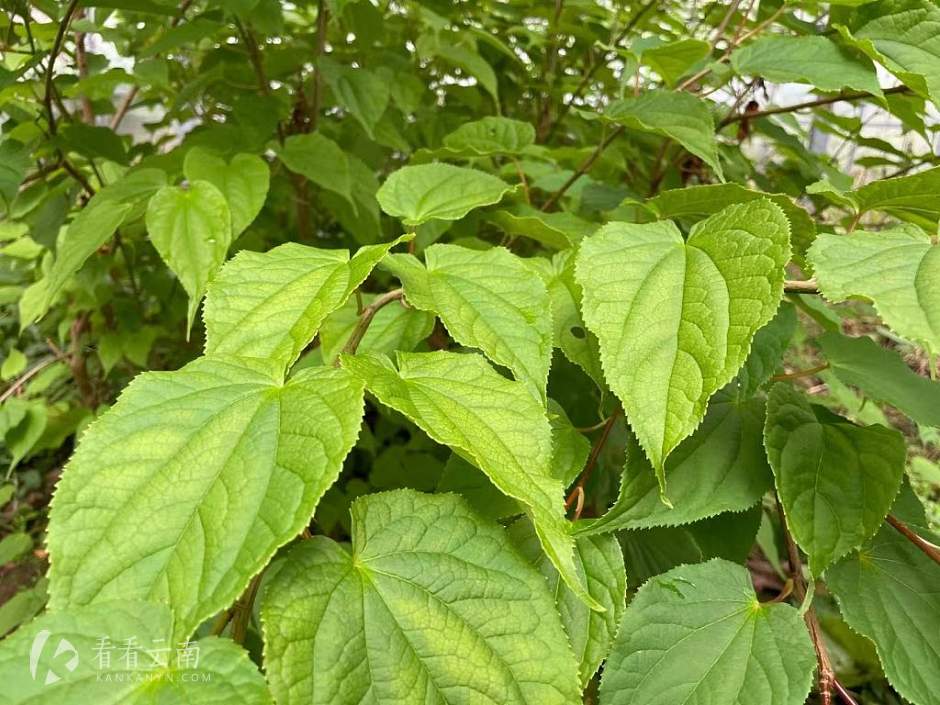 丽江高山植物园，滇金丝猴喜食的水青树