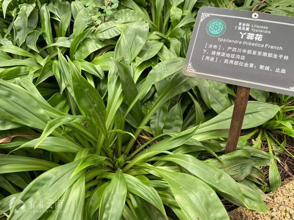 丽江高山植物园，苗圃里的丫蕊花