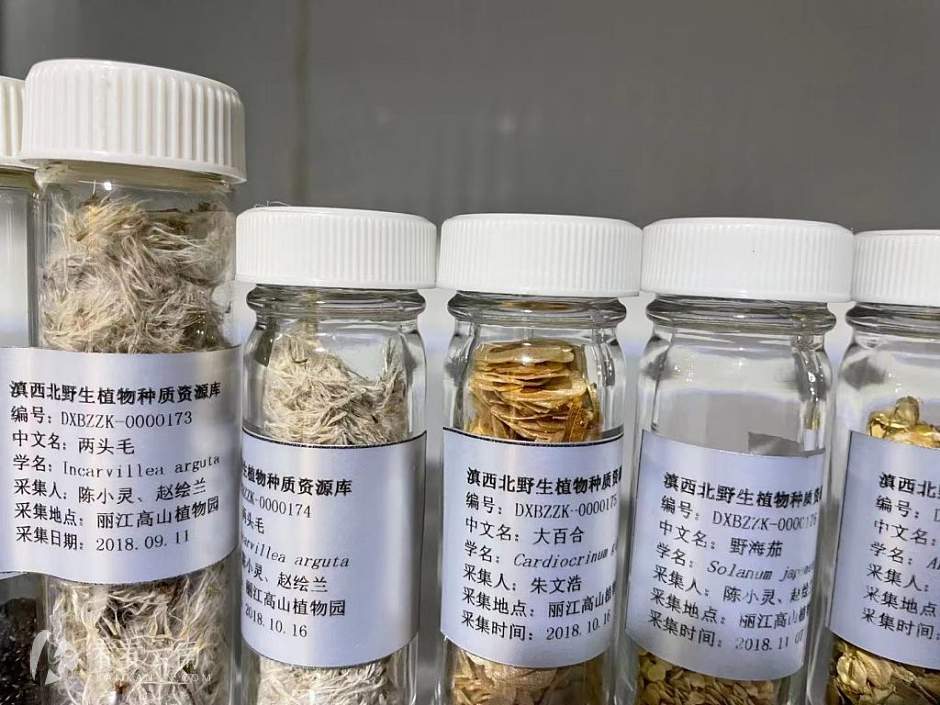 丽江高山植物园，冷库里珍藏的部分滇西北野生植物种子