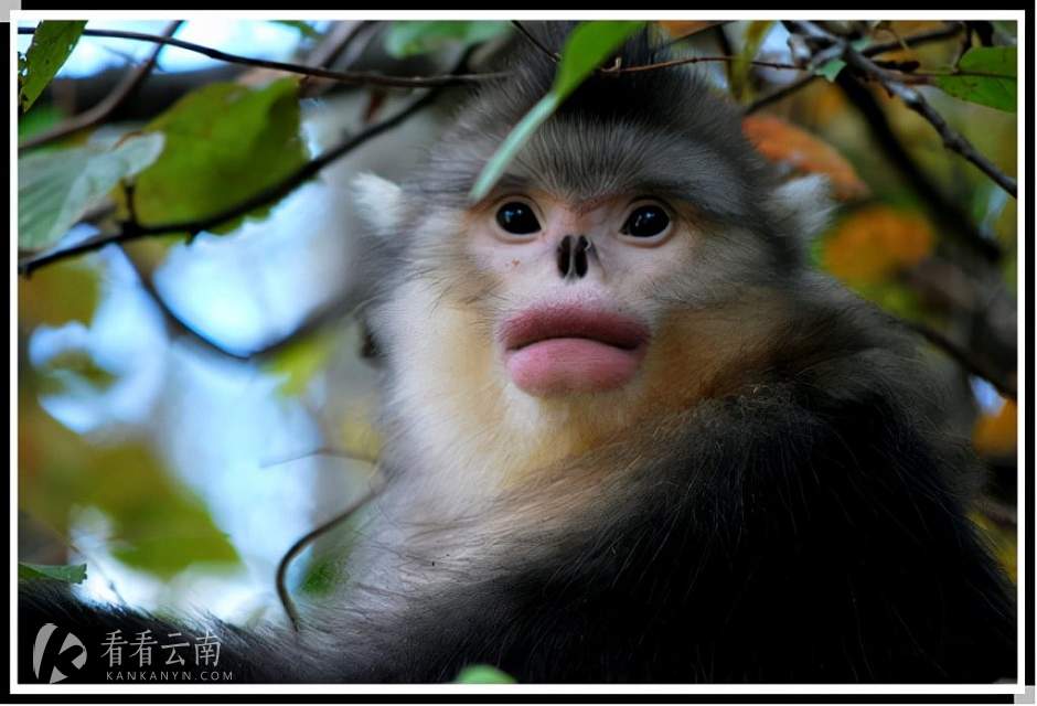 滇金丝猴的大红唇，让人印象深刻