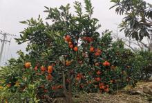 昭通永善柑桔类产业2022新目标:拟打造核心示范样板600亩-看看云南